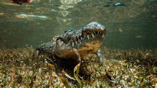 Stunning underwater portrait of a rare Chinchorro crocodile resting on seagrass-covered bottom at Banco Chinchorro reef, Mexico. The reptile faces the camera with mouth slightly open displaying impres