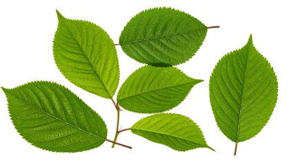 Fototapeta premium Vibrant Green Leaves Arranged on White Background
