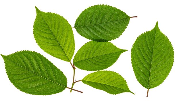 Vibrant Green Leaves Arranged on White Background