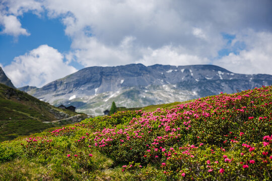 Blooming pink rhododendron flowers known as alpine rose in Schladminger Tauern mountains, Styria, Austria