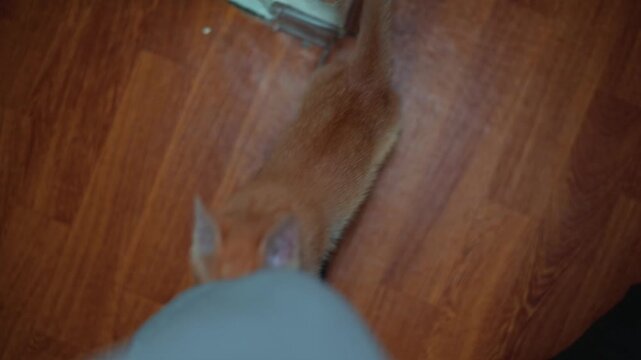 An orange kitten roams around a room, showing curiosity and playfulness. The kitten approaches a person's foot and looks up, displaying affection and interest in interaction
