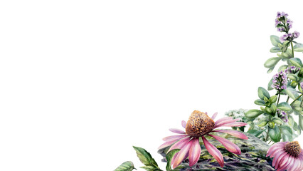 Echinacea, thyme and mint herbs watercolor illustration template. Corner floral border with copy space for organic health immunity pharmacy branding, medical wellness web banner, 16:9 format © AnKa