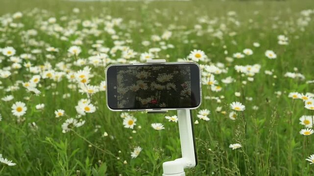 Filming with a camera stabilizer in a field of daisies in summer