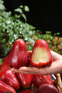 Fresh Red Wax Apples with Water Droplets Held in Hand Against Green Tropical Garden Background