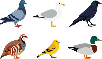 Obraz premium Bird Illustration Collection Featuring Pigeon, Seagull, Crow, Duck, Sparrow, and Yellow Songbird in Minimal Flat Wildlife Style