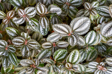 Fototapeta premium Macro background texture of exotic green leaves with distinct silver white patterns on their surface.