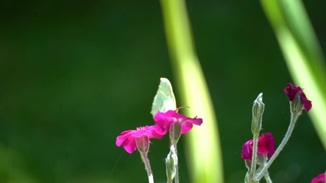 Papillon jaune butinant des fleurs d&rsquo;ipom&eacute;e dans un jardin au ralenti