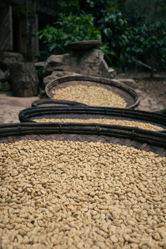 Close up of raw coffee beans spread out to dry on large round woven bamboo trays outdoors