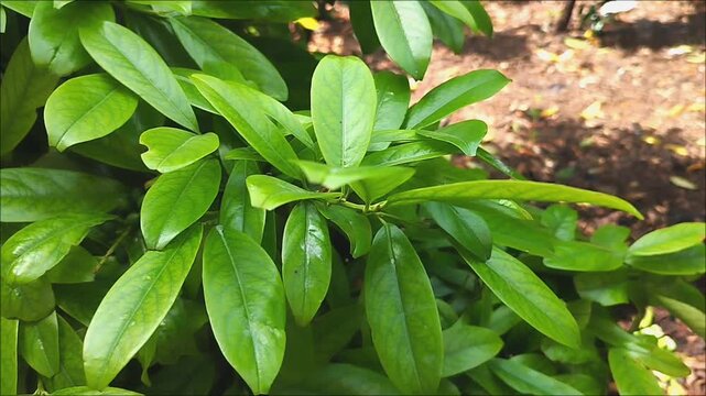 Cherry laurel (Prunus laurocerasus 'Etna') its shiny, green leaves are rustled by the wind when viewed up close.