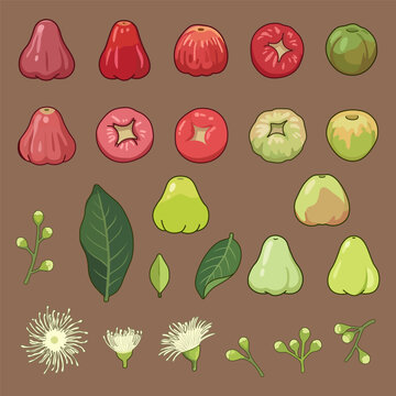 Rose apple vector illustration set with leaves and flowers, Flat design vector of wax jambu fruit buds and botanical details.