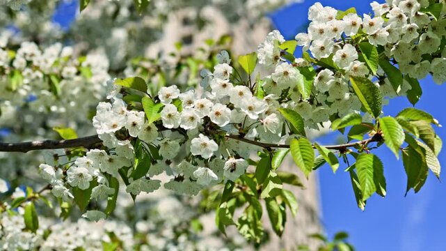 White cherry blossoms on branch under blue sky, fresh green leaves catching sunlight, closeup spring orchard scene conveying tranquil renewal, ideal