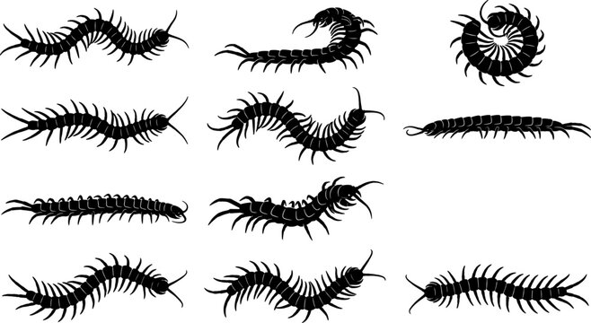 Centipede silhouette pack showing various multi-legged insects in crawling and curled positions