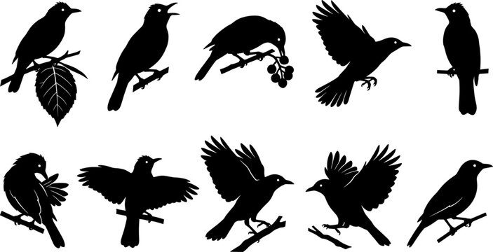 Collection of songbird silhouettes showing small birds perched on branches and eating berries