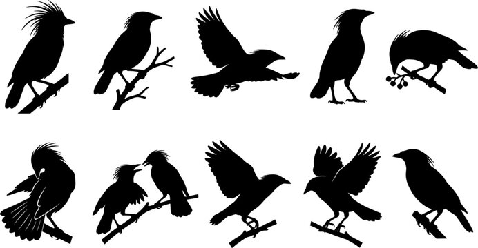 Crested bird silhouette collection featuring woodpeckers and songbirds perching on branches in a set