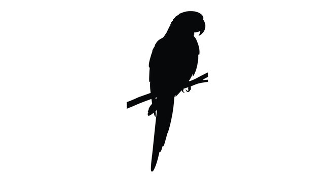 parrot silhouette on branch bird animal wildlife