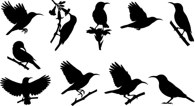 Delicate bundle of sunbird silhouettes perched on flowers and flying in a set