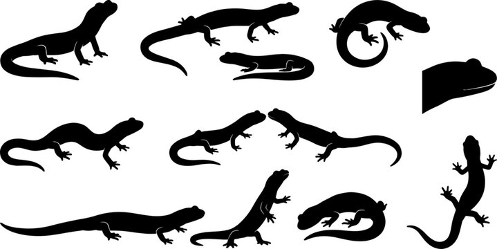 Diverse salamander silhouette pack including various tail shapes and body lengths for wildlife identification