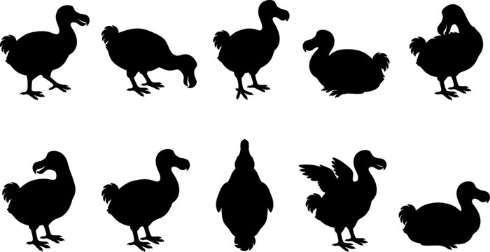 Extinct dodo bird silhouettes collection standing and pecking in various historical flightless bird poses
