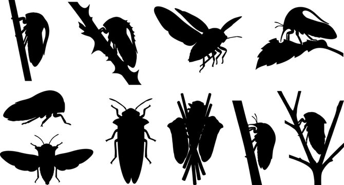 Hemiptera insect silhouette bundle showing treehoppers and cicadas on branches and leaves