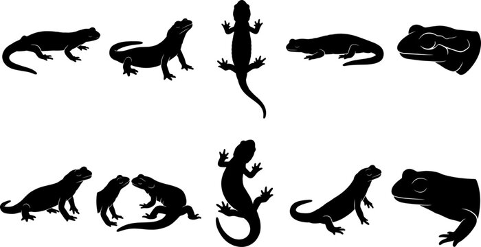 Herpetology silhouette collection featuring lizards and salamanders in mating and aggressive display pack