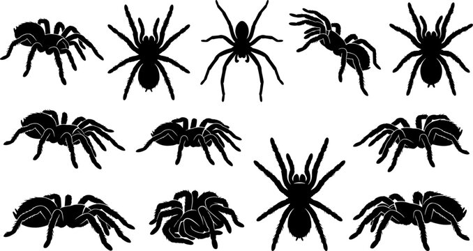 Large variety pack of tarantula and spider silhouettes in crawling and defensive stances