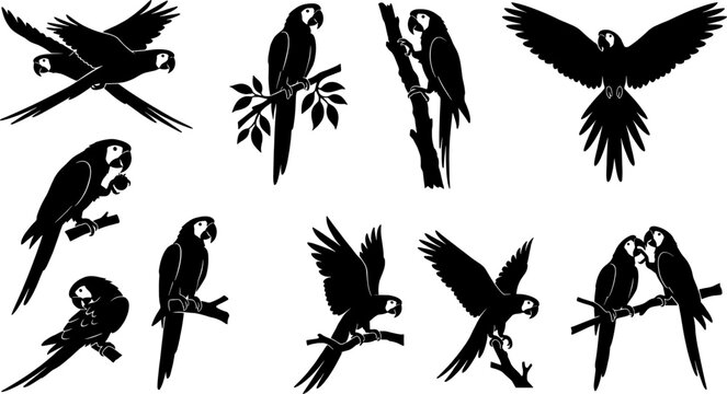 Macaw parrot bird silhouette bundle collection depicting various interactions and flight patterns on transparent background