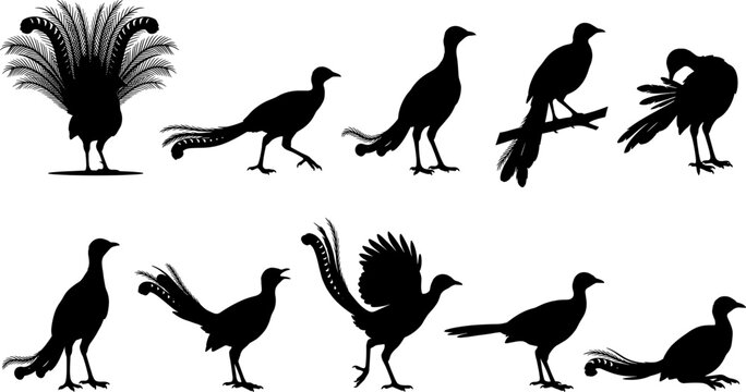 Lyrebird pheasant bird silhouette collection bundle showing elaborate tail feathers in various display poses