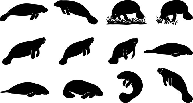 Manatee dugong marine mammal silhouette bundle pack showing various swimming and grazing poses in water