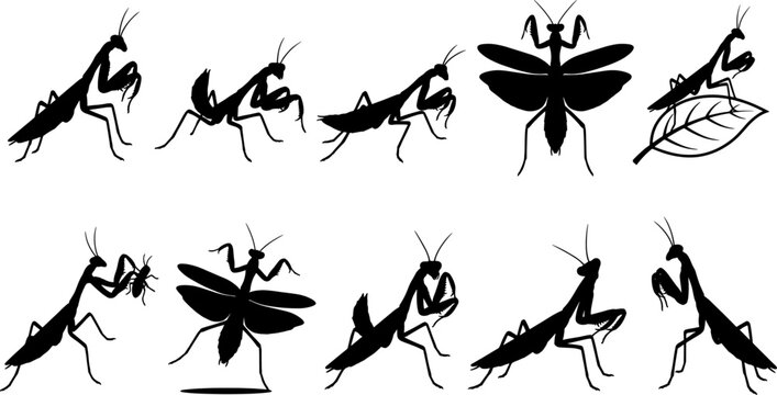 Mantis insect silhouettes bundle collection isolated on transparent background for biology and environmental graphic design