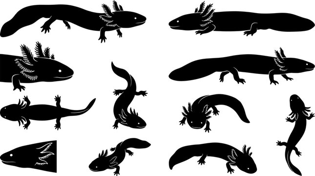 Mexican axolotl silhouette pack showing unique salamanders in various swimming and resting poses