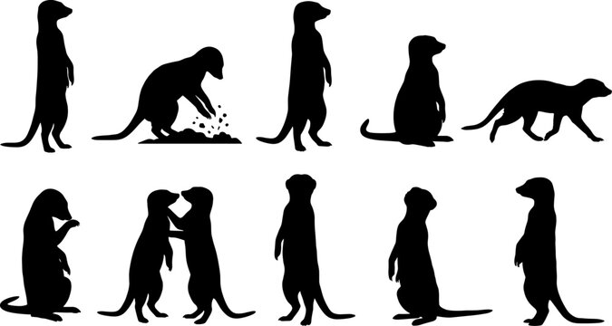 Meerkat silhouette set displaying various social behaviors and standing poses for wildlife design assets