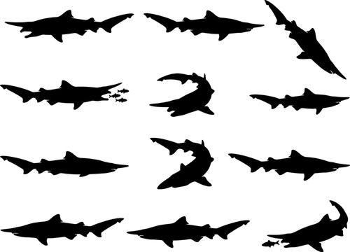 Marine sawfish silhouette collection featuring distinctive rostrum and swimming poses in the ocean pack