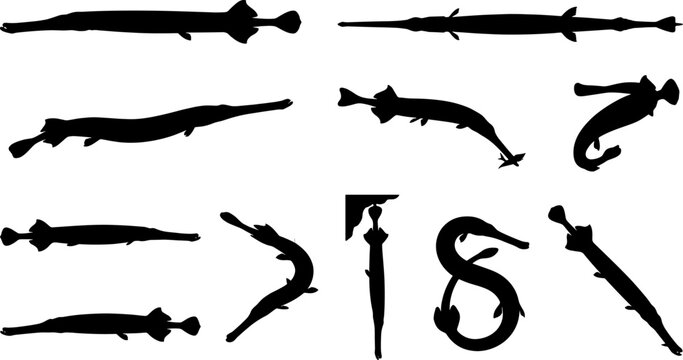 Pipefish syngnathidae marine animal silhouette bundle pack showing elongated fish in various curved poses