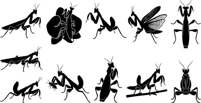 Praying mantis insect silhouette bundle showing various predatory poses and wing extensions for nature studies