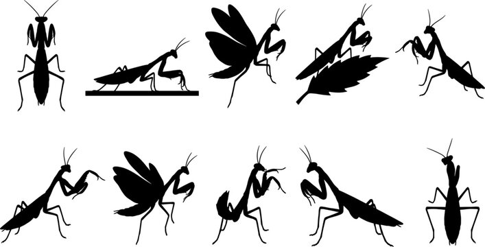 Praying mantis insect silhouettes set collection featuring various predatory and standing poses on white