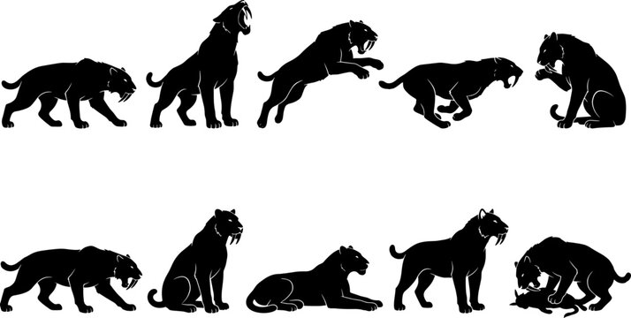 Prehistoric smilodon saber-tooth tiger silhouette set featuring hunting and roaring poses in wild bundle