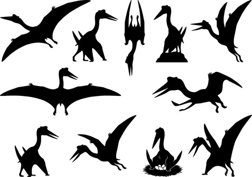 Pterodactyl pterosaur silhouettes bundle collection isolated on transparent background for prehistoric and educational graphic design
