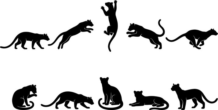 Puma cougar mountain lion silhouettes set collection featuring various running and sitting poses on white