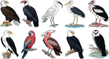 Obraz premium Detailed hand drawn bird illustration set featuring eagles vultures and exotic species