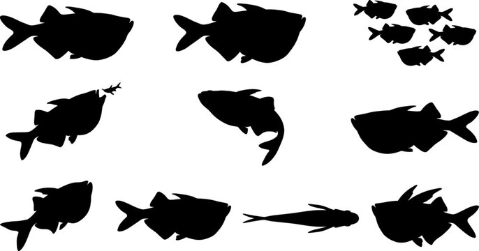 Silver dollar fish silhouette variety pack featuring disc-shaped bodies for tropical aquarium design