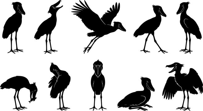 Shoebill stork silhouette set displaying the distinctive prehistoric-looking bird in standing and flying poses