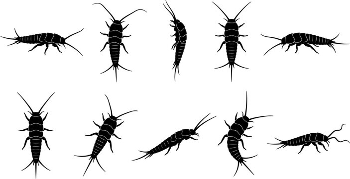 Silverfish insect silhouette set depicting various bristletail species in top and side views