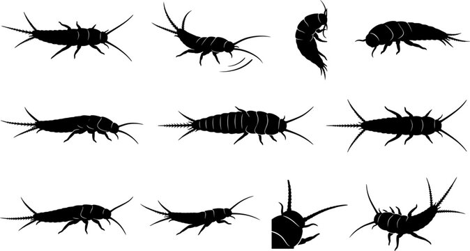 Silverfish insect silhouettes set collection isolated on transparent background for pest control and biology design