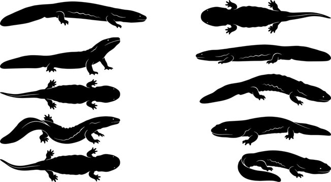Specialized collection of giant salamander silhouettes swimming and resting on the bottom