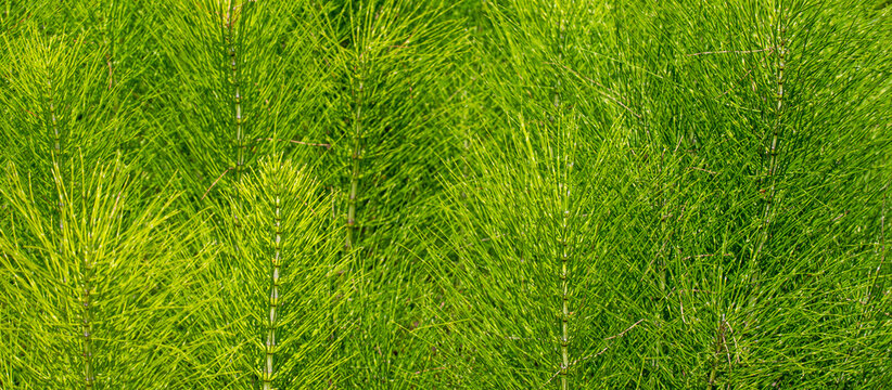 Fresh green horsetail plants growing in wild nature as vibrant panoramic abstract background