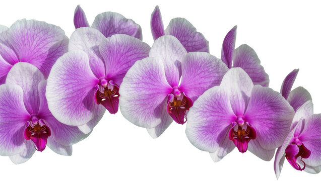 Phalaenopsis orchid flowers with pink and white petals