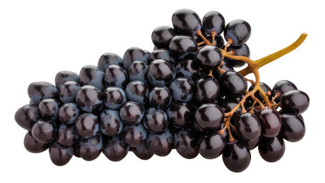 Dark purple grapes cluster with stem