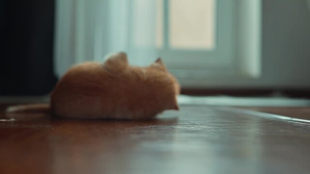 A small orange kitten plays with a blue toy in a well-lit living room. The kitten tumbles and pounces around while enjoying its playful adventure