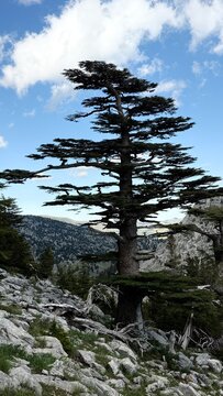 Old cedar tree trunk rooted on the mountain slope