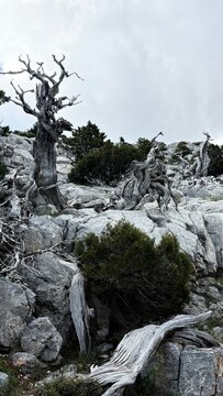 Majestic Deadwood in High Altitudes